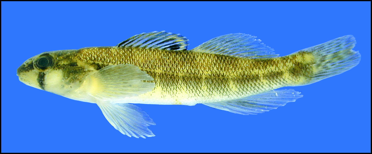 river darter Percina shumardi